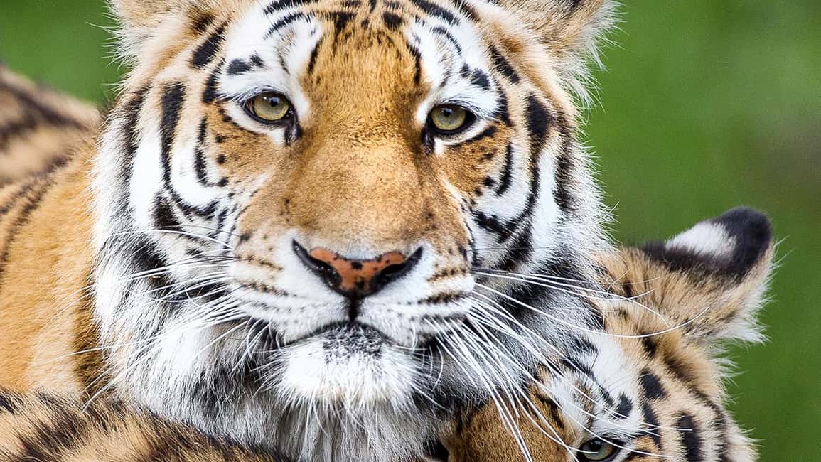 Nordens Ark Entry Ticket - Why Nordens Ark feels different from a standard zoo