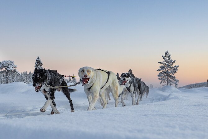 Polar Sunrise Eco Experience (10:00-13:00- driving the sled) - Forest, Open Fields, and Soft Morning Light