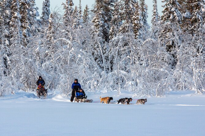 Polar Sunrise Eco Experience (10:00-13:00- driving the sled) - Taking Turns Driving and Riding