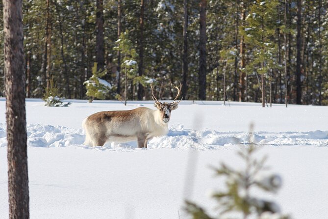 Private snowmobile day tours - Looking for reindeer and moose in winter