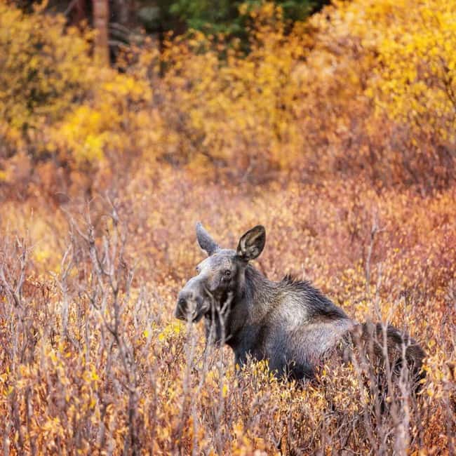 Sälen: Evening Moose Safari in the Forests - Key points before you book