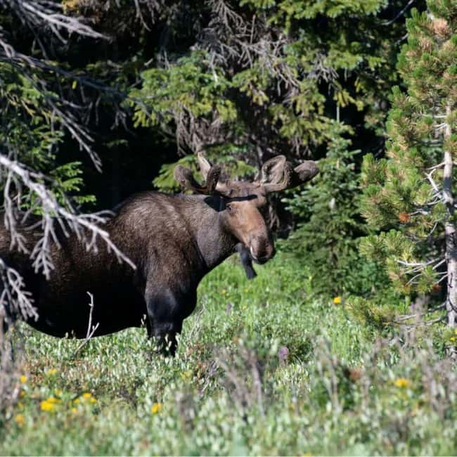Sälen: Evening Moose Safari in the Forests - Moose towers, marshes, and forest edges