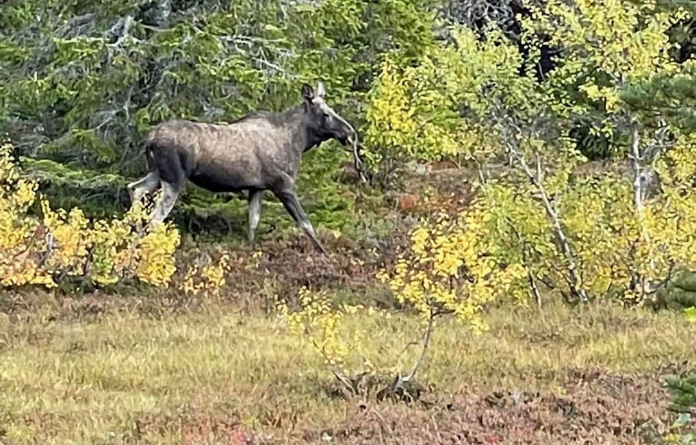 Sälen: Evening Moose Safari in the Forests - Who will enjoy this most?