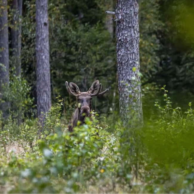 Sälen: Evening Moose Safari in the Forests - Why the first tracks matter