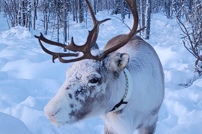 Sami day tour adventure - Who will enjoy this Kiruna outing most