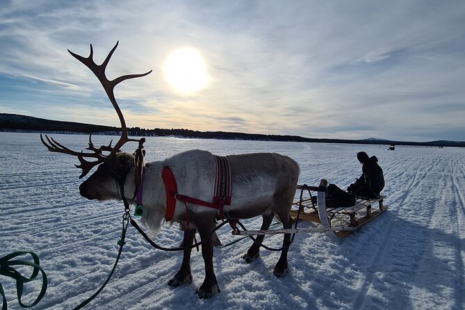 Sami day tour adventure - Meeting the reindeer at the camp