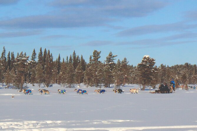 Sit Down Husky Ride Dog Sled Tour in Kiruna - A sit-down ride with twelve working dogs