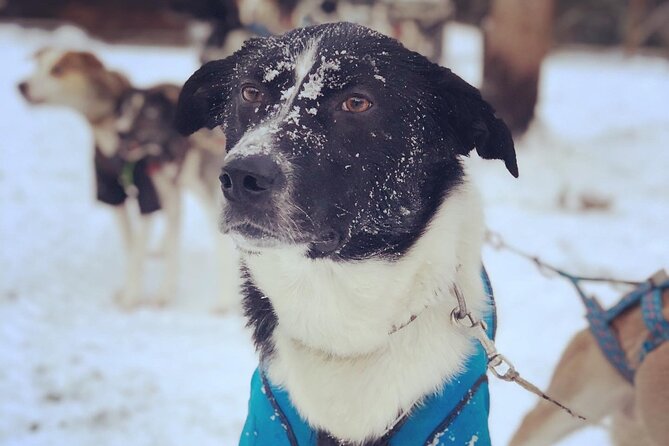 Sit Down Husky Ride Dog Sled Tour in Kiruna - Meeting the huskies at the kennel