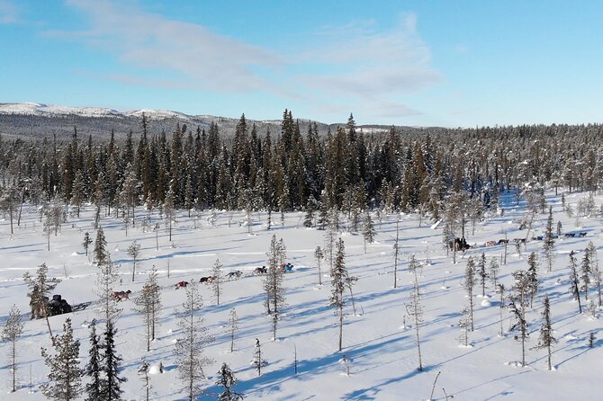 Sit Down Husky Ride Dog Sled Tour in Kiruna - How the group size affects the experience