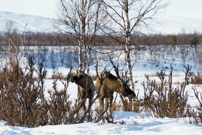 Snowmobile Tour in Kiruna - Snow-covered forests provide the best scenery