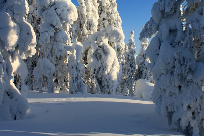 Snowshoe in a Winter Forest - Who should book this Kiruna winter walk?