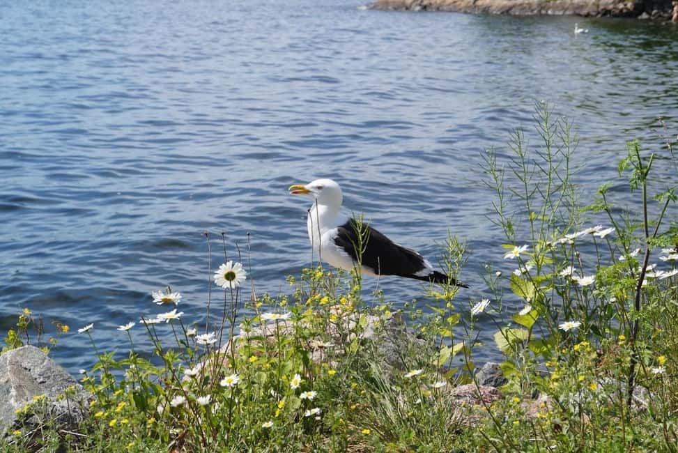 Stockholm Archipelago Guided Island Cruise With Craft Beer - Who will enjoy this cruise most?