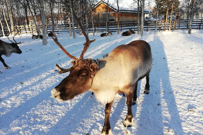 Stockholm Christmas Tour and Food Tasting Experience - Moose lights at Nybroplan