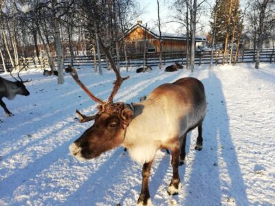 Christmas Traditions & Food Small Group Tour