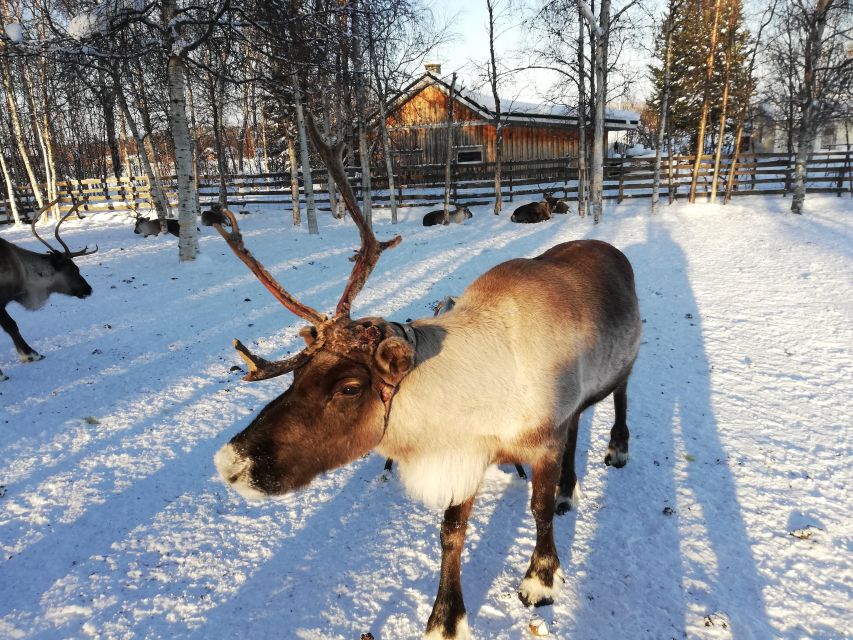 Stockholm: Christmas Traditions & Food Small Group Tour - Gamla Stan in 45 minutes: market stalls, lanes, and Swedish lore