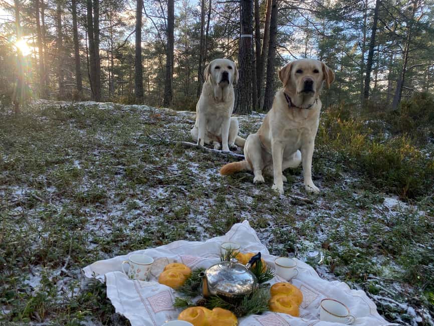 Stockholm: Dog Walk in Nature Reserve with Swedish Fika - What to wear and who should book