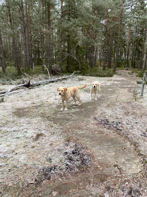 Stockholm: Dog Walk in Nature Reserve with Swedish Fika - From T-Centralen to Högberga in about 30 minutes