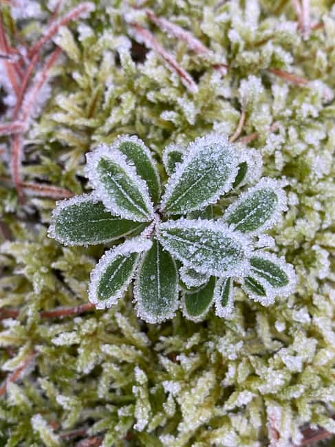 Stockholm: Dog Walk in Nature Reserve with Swedish Fika - Moss, mushrooms, and the small world underfoot