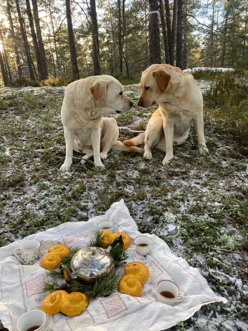 Stockholm: Dog Walk in Nature Reserve with Swedish Fika - The lake, beavers, and the chance of wildlife