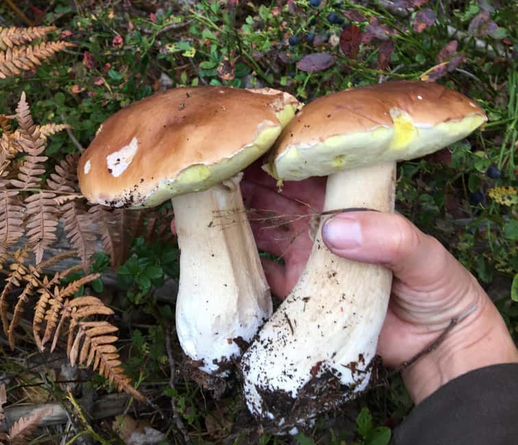 Stockholm: Dog Walk in Nature Reserve with Swedish Fika - What the two-hour schedule really means