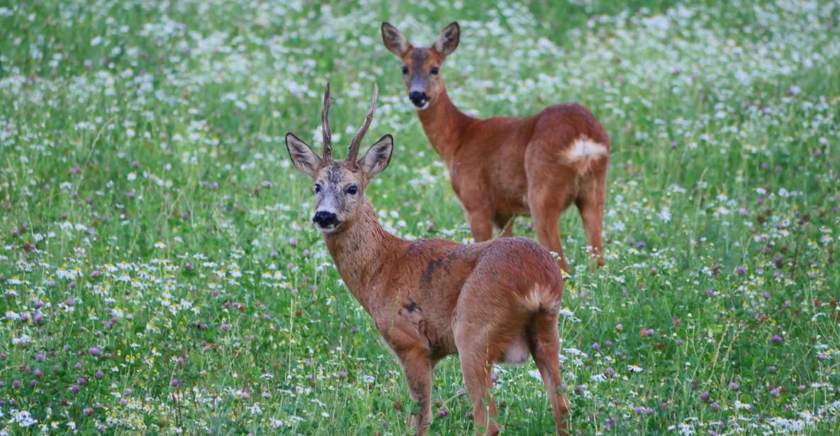 Stockholm: Evening Wildlife Safari with Midsummer Meal - Key details before you book