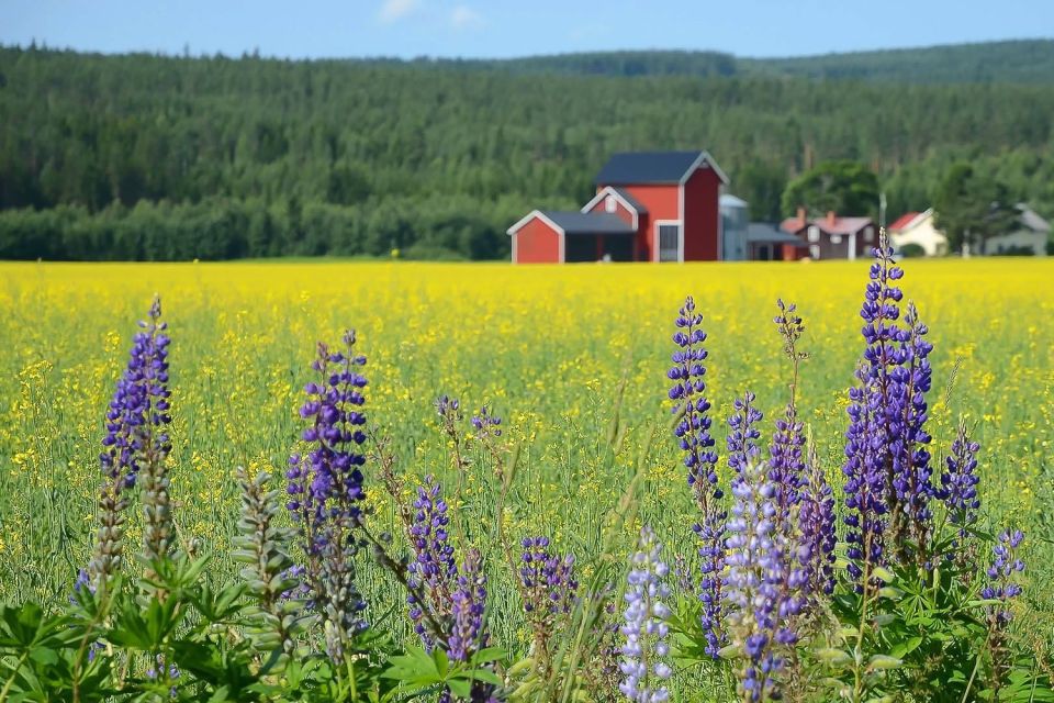 Stockholm: Evening Wildlife Safari with Midsummer Meal - Leaving Stockholm behind in 20 minutes