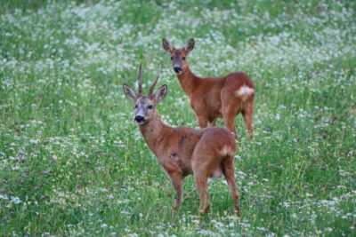 Evening Wildlife Safari with Midsummer Meal