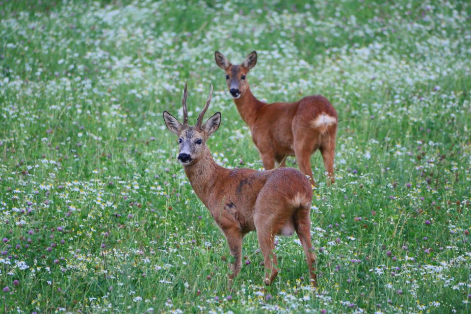 Stockholm: Evening Wildlife Safari with Midsummer Meal - A short walk before the animal search