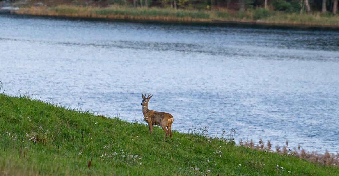 Stockholm: Wildlife Tour With Dinner and Short Hike - Practical advice before you book