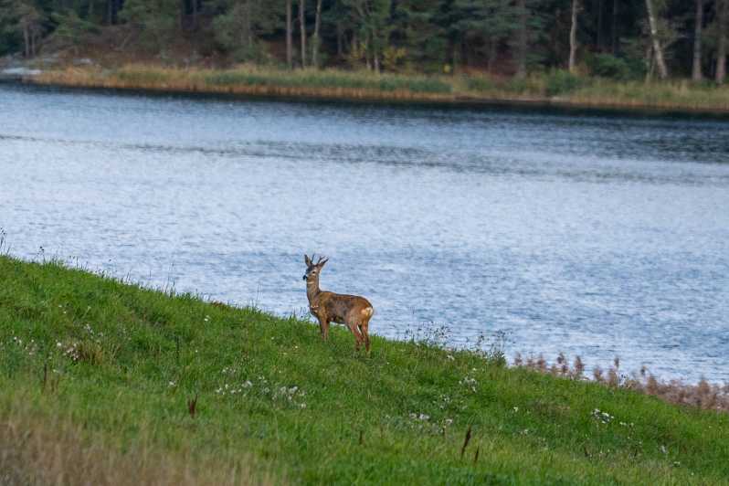 Stockholm: Wildlife Tour With Dinner and Short Hike - Campfire dinner with Swedish fika