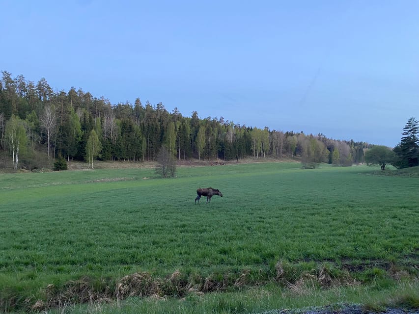 Stockholm: Wildlife Tour With Dinner and Short Hike - What the $160 price buys you