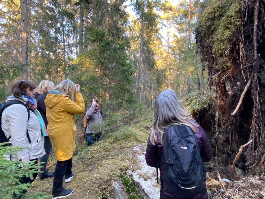 Stockholm: Wildlife Tour With Dinner and Short Hike - Best seasons and conditions