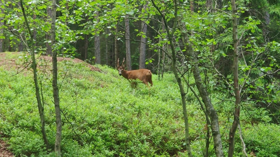 Stockholm: Wildlife Tour With Dinner and Short Hike - Who will enjoy this Stockholm wildlife tour?