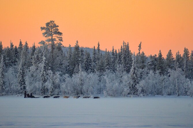 Sunrise Zen Husky Tour (10:00 to 13:00 - sitting on the sled) - Why this Kiruna husky tour feels different