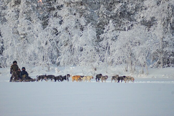 Sunrise Zen Husky Tour (10:00 to 13:00 - sitting on the sled) - Meeting the Alaskan Huskies before departure