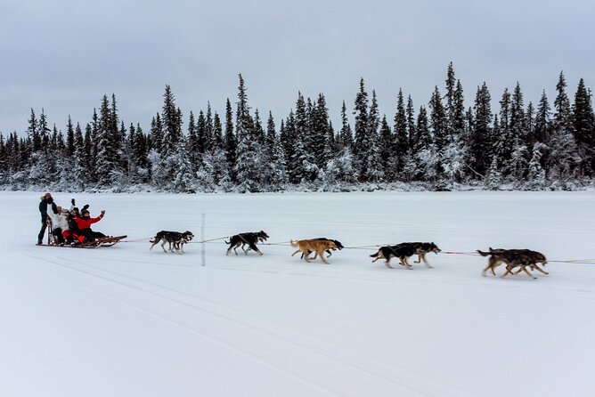 Sunrise Zen Husky Tour (10:00 to 13:00 - sitting on the sled) - Feeding the dogs and warming up by the fire