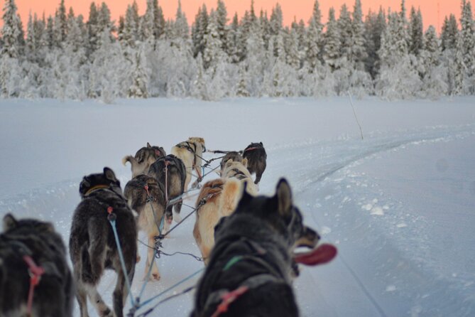 Sunrise Zen Husky Tour (10:00 to 13:00 - sitting on the sled) - What the guides add to the morning