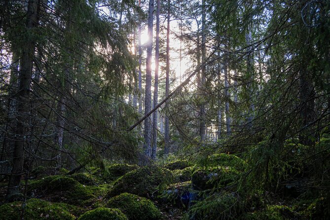 Survival Hike and tour of Tyresta National Park - Lunch, lake time, and the weather factor
