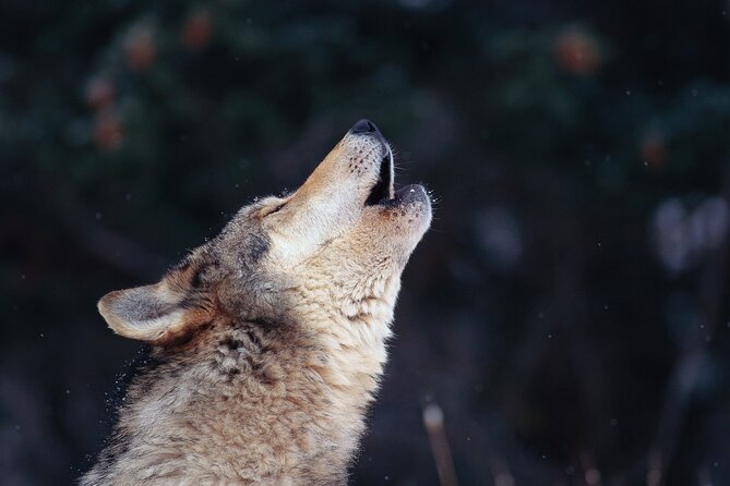 The Wolf Howl Experience - Key points before you book