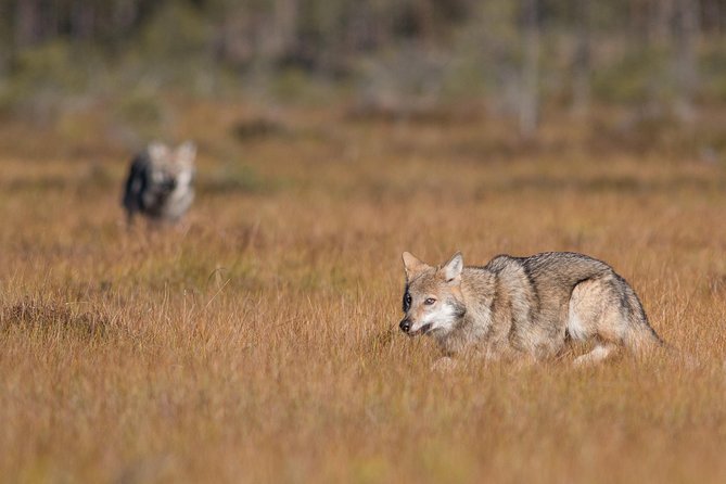 The Wolf Howl Experience - The guides make the difference