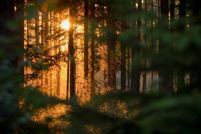 The Wolf Howl Experience - The sound of wolves after dark