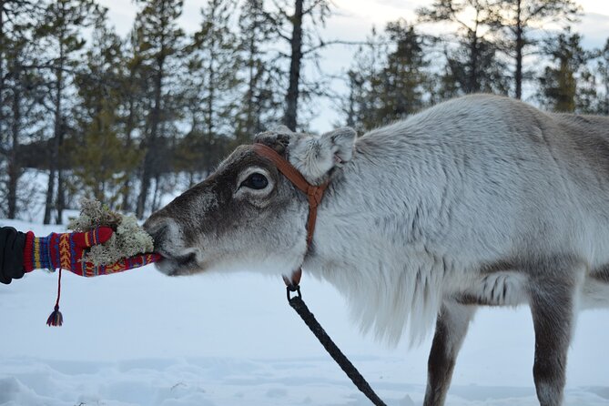 Visit the Sami and Reindeer in a Day Trip from Abisko - Key points at a glance