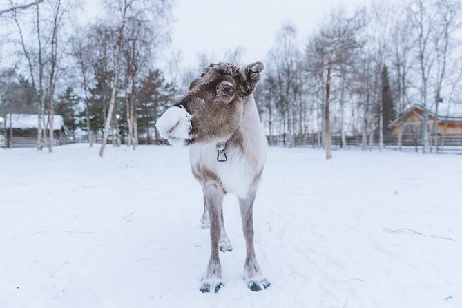 Visit the Sami and Reindeer in a Day Trip from Abisko - Café Sápmi, fika, and the question of lunch