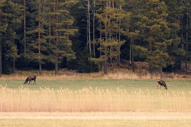 Wolf and Wildlife Tracking in Sweden - Why this Stockholm wolf tour is different