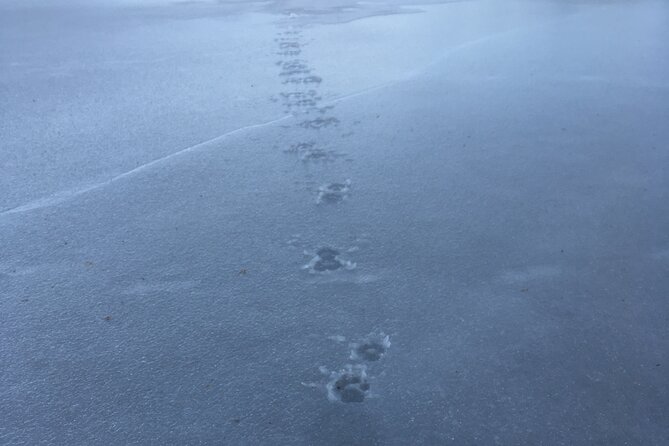 Wolf and Wildlife Tracking in Sweden - The hilltop howl and the quiet moments