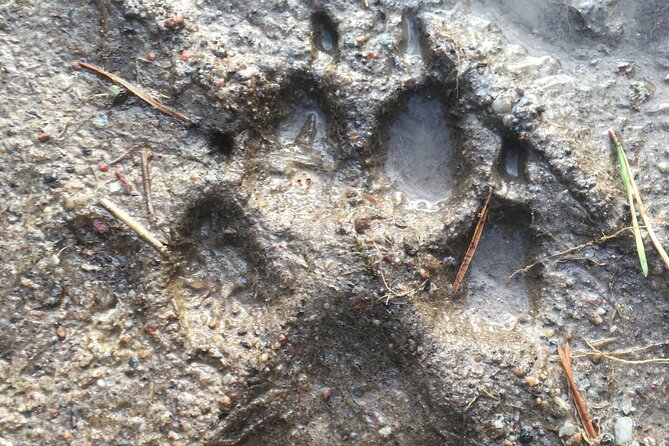 Wolf and Wildlife Tracking in Sweden - Lunch by the fire and useful equipment