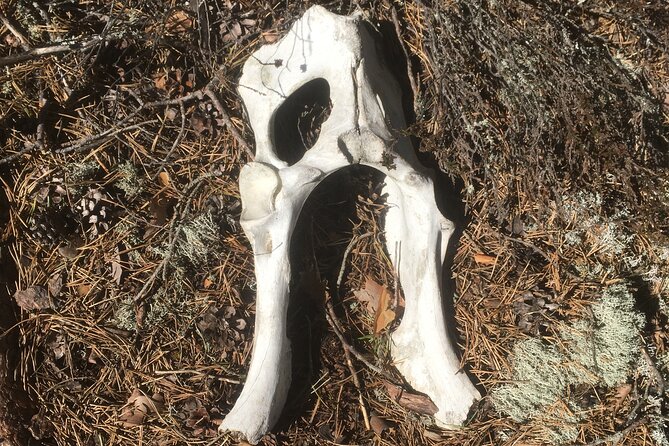 Wolf and Wildlife Tracking in Sweden - What the guide adds to the experience