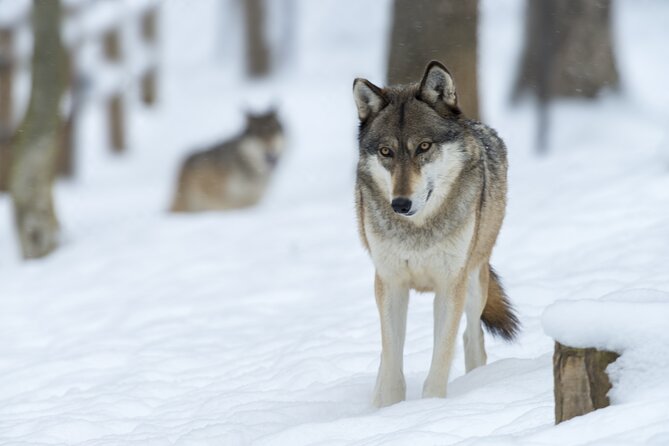 Wolf and Wildlife Tracking in Sweden - Who will enjoy the day most