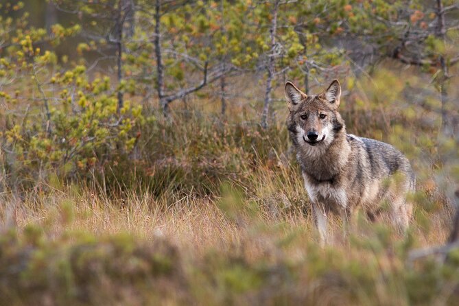 Wolves, Moose & Beavers in the forests of Central Sweden - From Arlanda Airport to the Forests of Skinnskatteberg