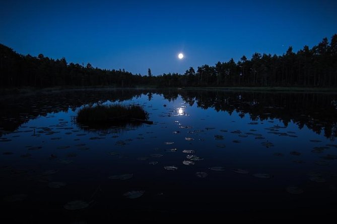 Wolves, Moose & Beavers in the forests of Central Sweden - Group Size and Guide Quality Make a Difference